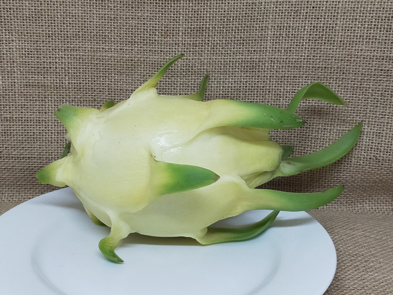 Aussie Gold dragon whole